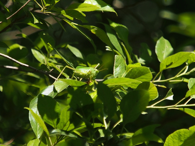 f0330321_9381670.jpg