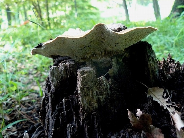 d0019074_1142222.jpg