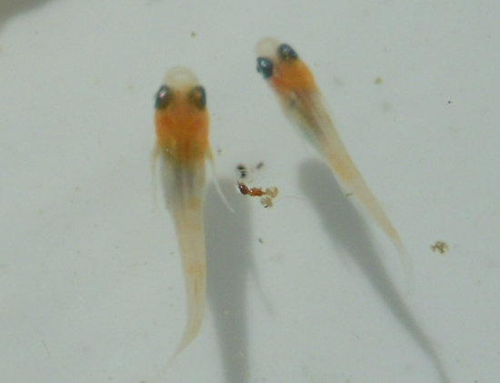 e0097534_17285564.jpg