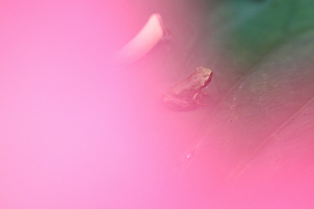 a0242438_18212699.jpg