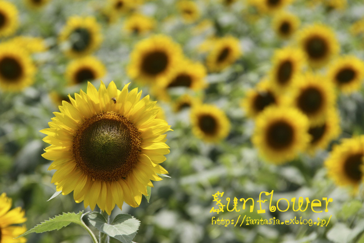 sunflower - FantasyArt Ⅱ