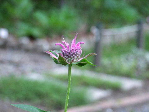 e0088260_11560417.jpg