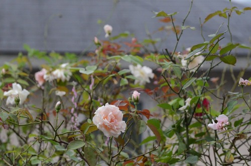 c0186463_2332467.jpg