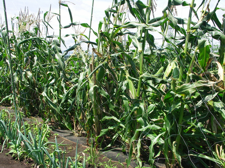 d0225575_21245255.jpg