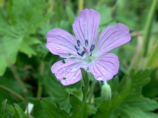 c0183777_13532939.jpg