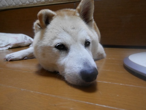 c0123890_21322776.jpg