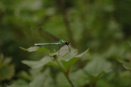 a0061599_811411.jpg