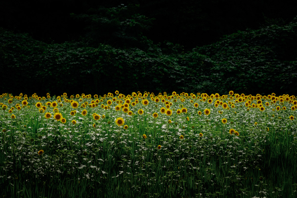 d0200900_222228.jpg