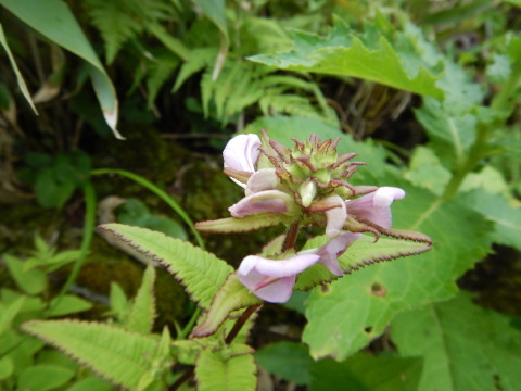 f0118332_00265570.jpg