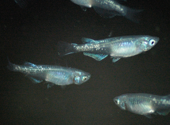 e0097534_14562179.jpg