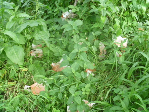 b0246036_151327.jpg