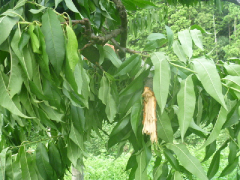 b0246036_1522271.jpg