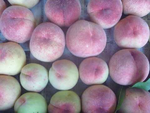 b0246036_1584598.jpg