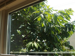 e0004756_21593149.jpg