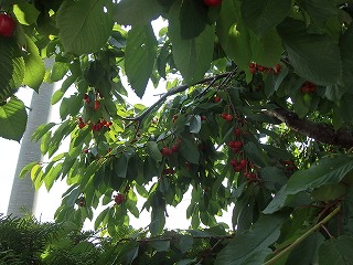 e0004756_2205514.jpg