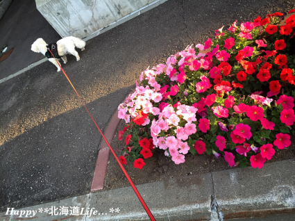 a0337860_00215378.jpg