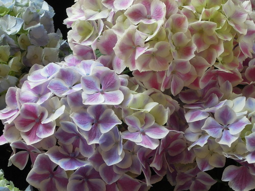 f0104169_2033066.jpg