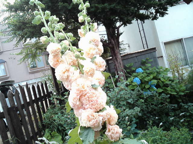 d0008724_11004467.jpg