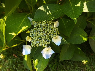 e0004756_21481762.jpg