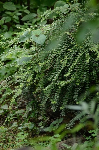 c0186463_18142438.jpg