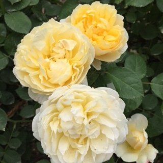 b0173390_08351229.jpg