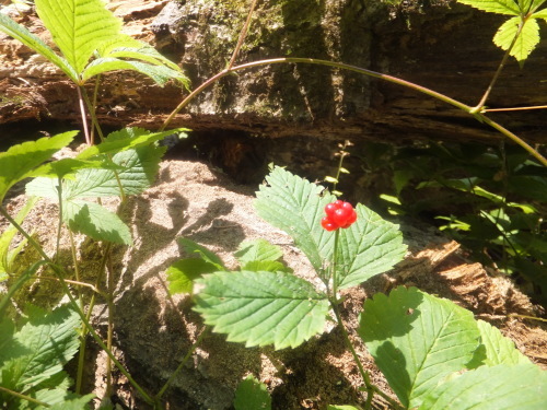 b0300818_17211778.jpg