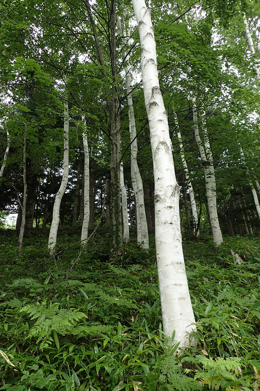 c0064025_162139.jpg