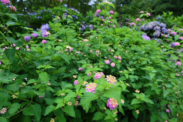 a0242438_19364343.jpg