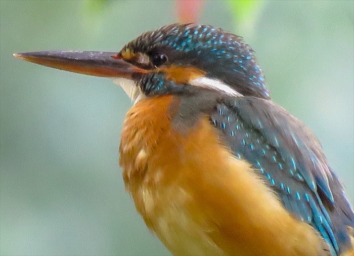 b0242140_21501124.jpg