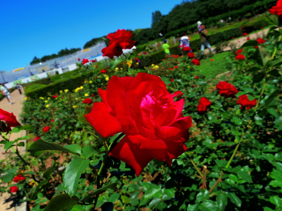 a0267178_16313168.jpg