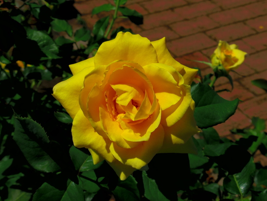 a0267178_16324286.jpg