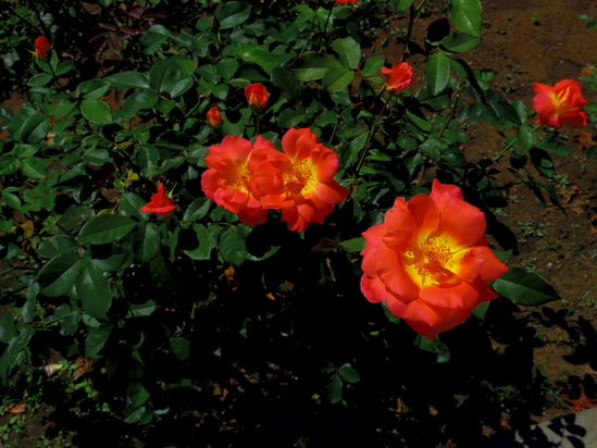 a0267178_16334362.jpg