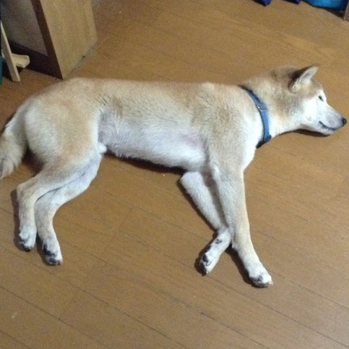 c0123890_20273755.jpg