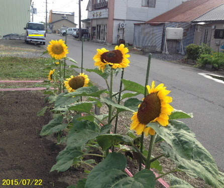 a0337807_10073528.jpg