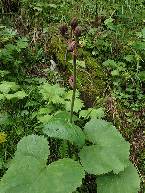 f0214649_591739.jpg