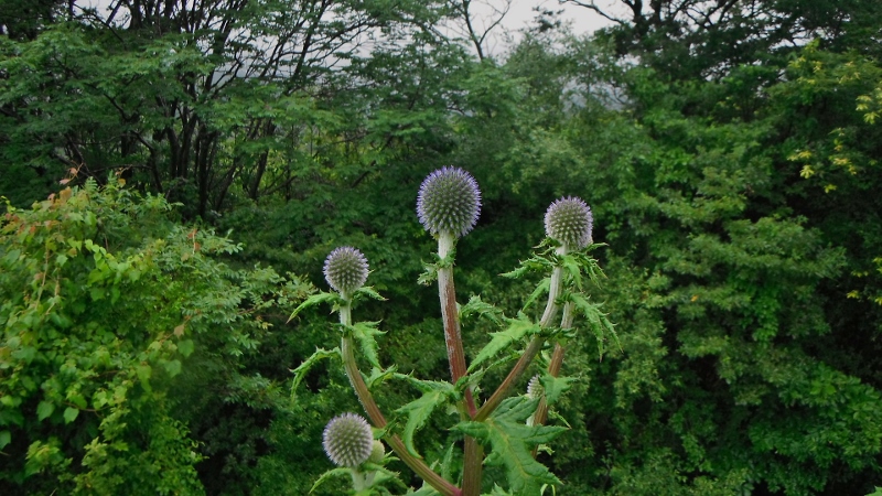 f0082181_0475416.jpg