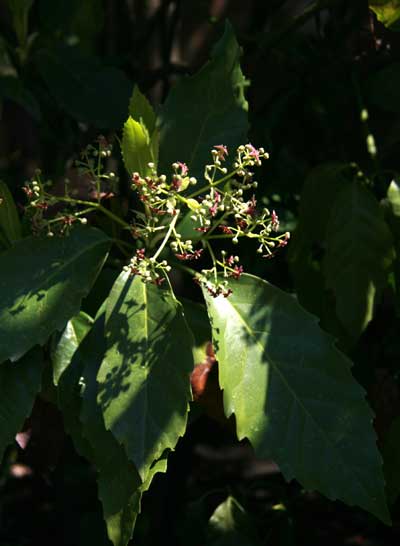 e0354593_11234773.jpg