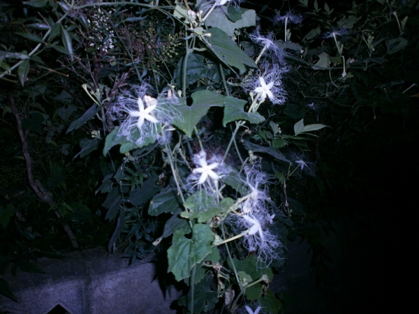 d0000995_14363933.jpg
