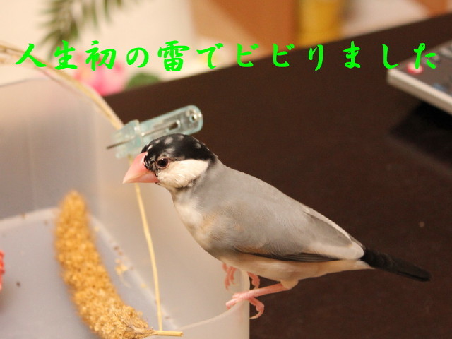c0365734_23365337.jpg