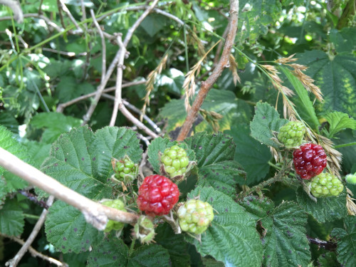 b0223575_1237229.jpg