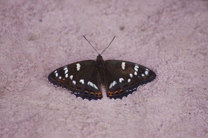 a0338085_212269.jpg