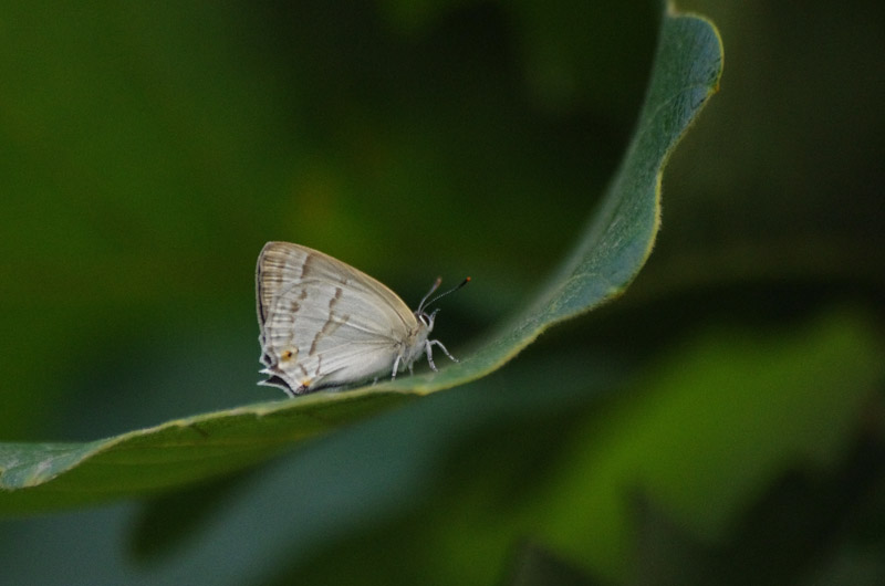 a0338085_2136895.jpg