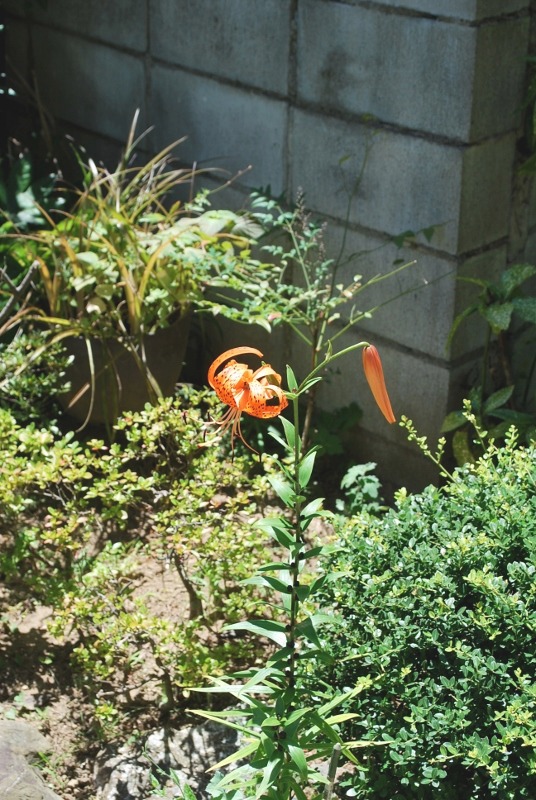 e0025300_20475192.jpg