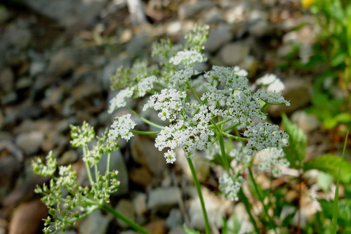 e0304001_1414283.jpg