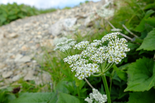 e0304001_1522849.jpg