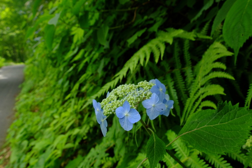 e0304001_15441775.jpg