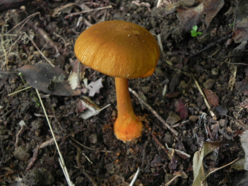 e0352220_17232968.jpg