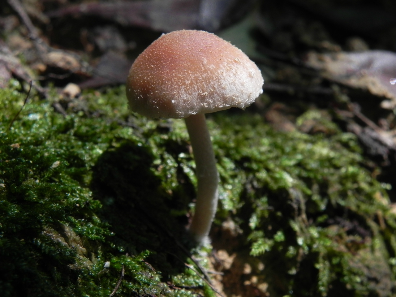 e0352220_17330812.jpg