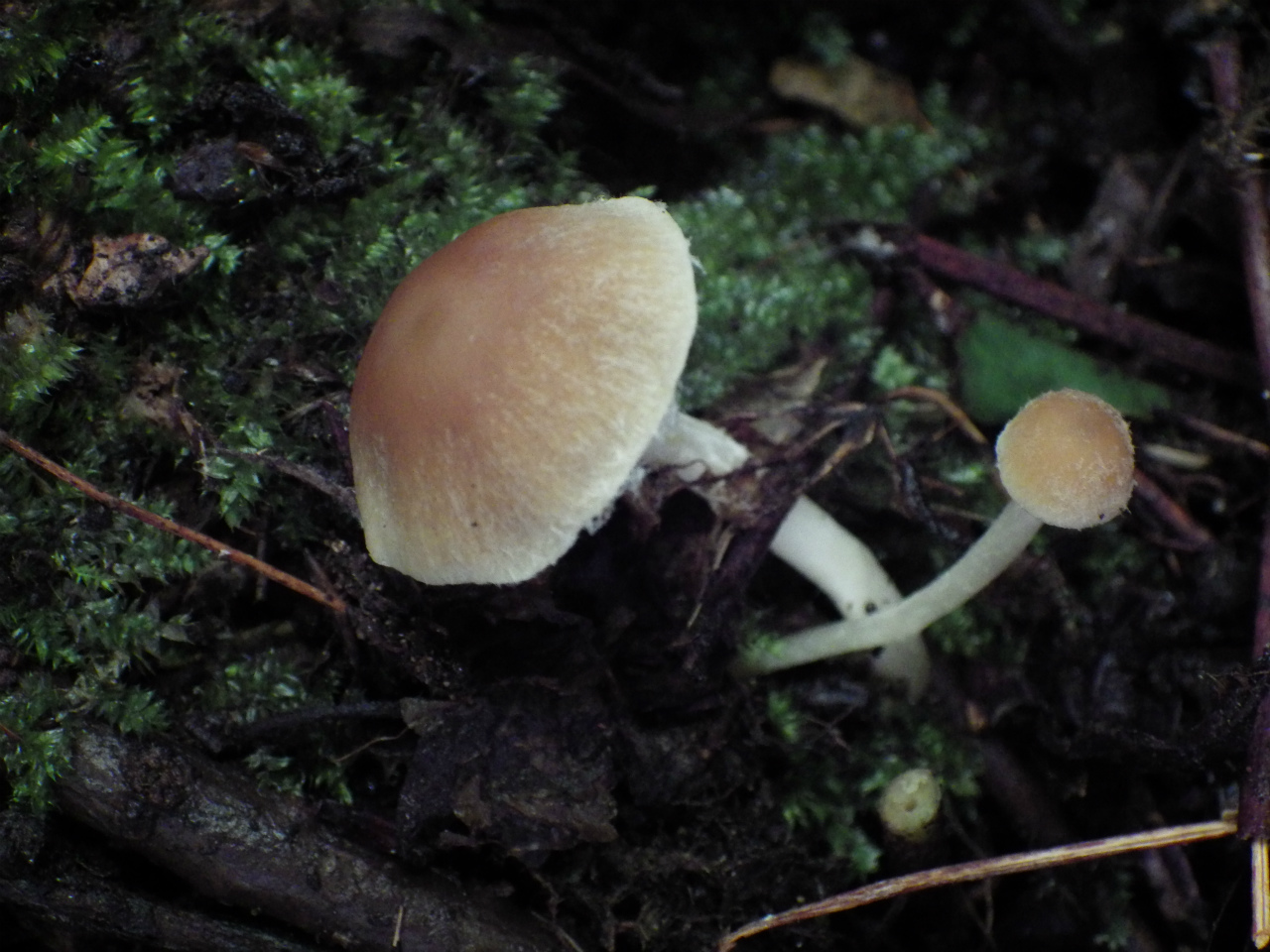 e0352220_17374001.jpg