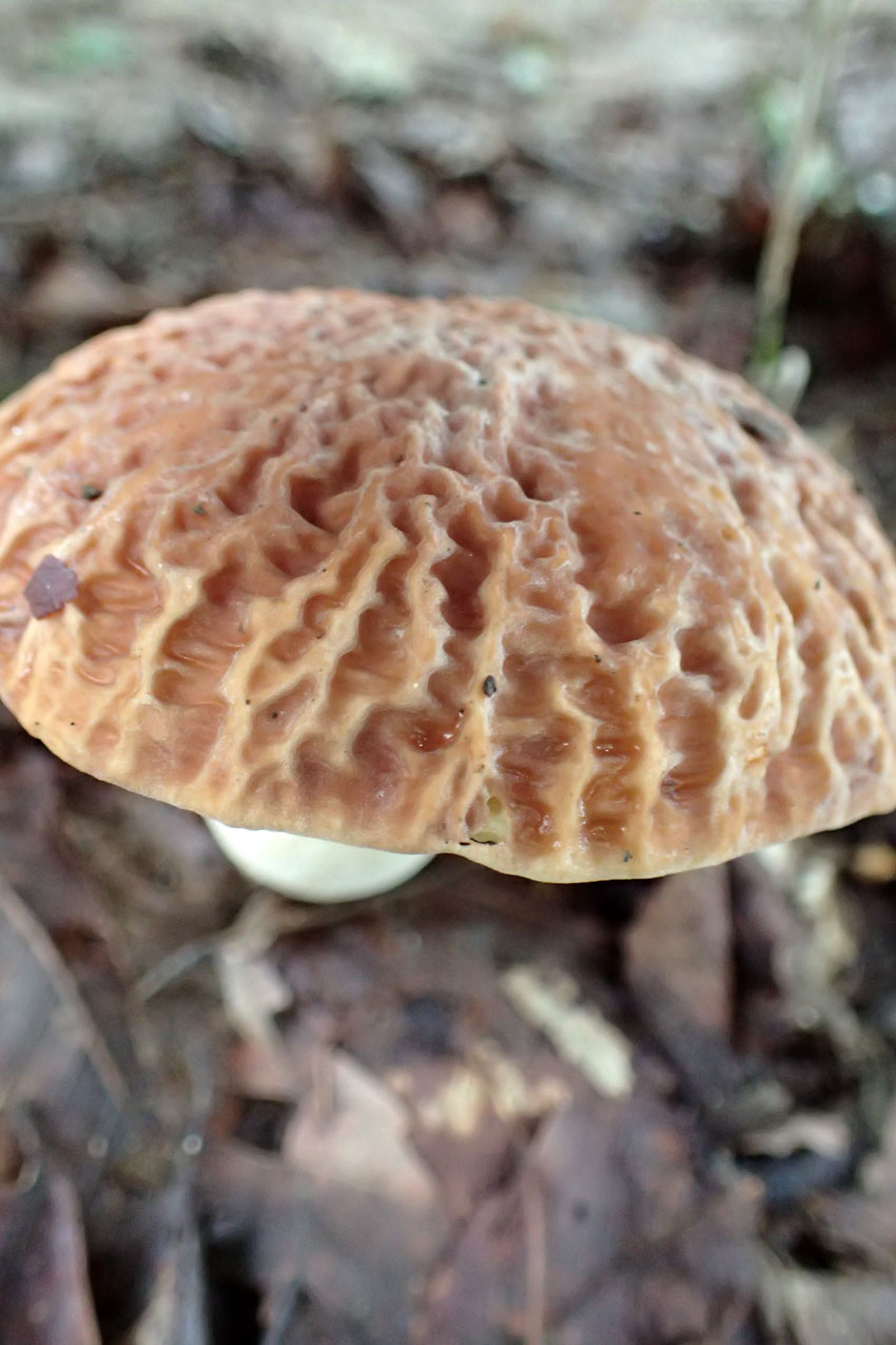 c0064025_221932.jpg